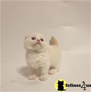 munchkin kitten posted by pday4302