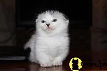 munchkin kitten posted by pday4302