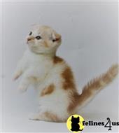 munchkin kitten posted by pday4302