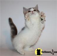 munchkin kitten posted by pday4302