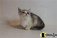munchkin kitten posted by pday4302
