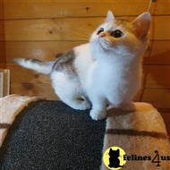 munchkin kitten posted by pday4302