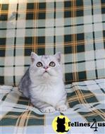 munchkin kitten posted by pday4302