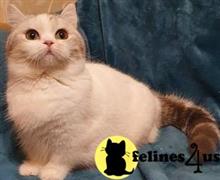 munchkin kitten posted by pday4302