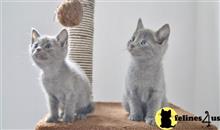 russian blue kitten posted by pday4302