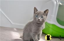 russian blue kitten posted by pday4302