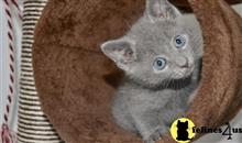 russian blue kitten posted by pday4302