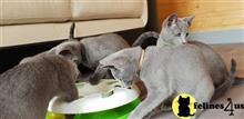 russian blue kitten posted by pday4302