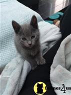 russian blue kitten posted by pday4302