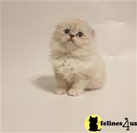 scottish fold kitten posted by pday4302