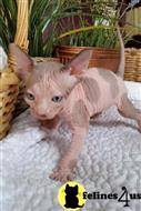 sphynx kitten posted by pday4302