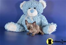 sphynx kitten posted by pday4302