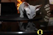 sphynx kitten posted by pday4302