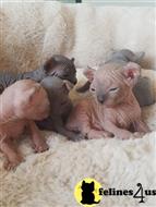 sphynx kitten posted by pday4302