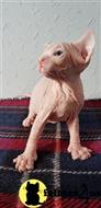 sphynx kitten posted by pday4302