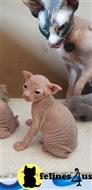 sphynx kitten posted by pday4302
