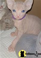 sphynx kitten posted by pday4302