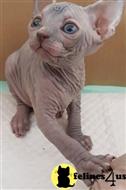 sphynx kitten posted by pday4302