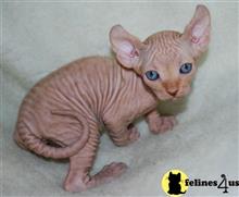 sphynx kitten posted by pday4302