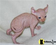sphynx kitten posted by pday4302