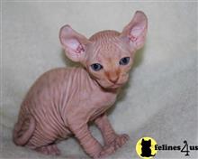 sphynx kitten posted by pday4302