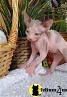 sphynx kitten posted by pday4302