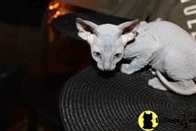 sphynx kitten posted by pday4302