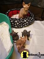 sphynx kitten posted by pday4302