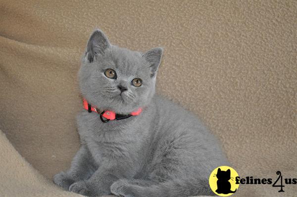 Blue British Shorthair Kittens for Sale - wide 7