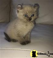 american curl kitten posted by jp8495935