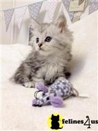 maine coon kitten posted by synxxhome