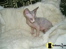 sphynx kitten posted by synxxhome