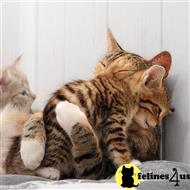 bengal kitten posted by jerrymax6762