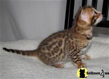 bengal kitten posted by jerrymax6762