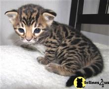 bengal kitten posted by jerrymax6762