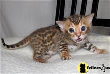 bengal kitten posted by jerrymax6762
