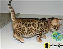 bengal kitten posted by jerrymax6762
