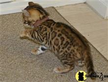 bengal kitten posted by jerrymax6762