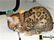 bengal kitten posted by jerrymax6762