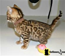 bengal kitten posted by jerrymax6762