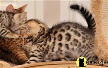 bengal kitten posted by jerrymax6762
