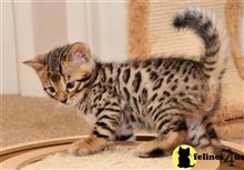 bengal kitten posted by jerrymax6762