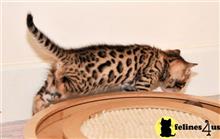 bengal kitten posted by jerrymax6762