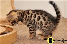 bengal kitten posted by jerrymax6762