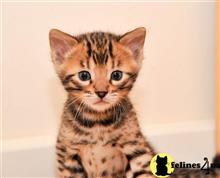 bengal kitten posted by jerrymax6762