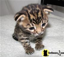 bengal kitten posted by jerrymax6762