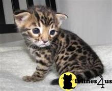 bengal kitten posted by jerrymax6762