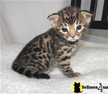 bengal kitten posted by jerrymax6762