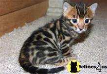 bengal kitten posted by jerrymax6762
