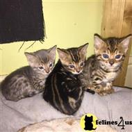 bengal kitten posted by jerrymax6762